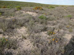 Cladoraphis cyperoides