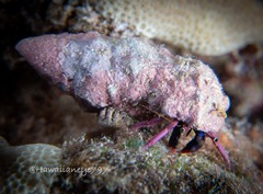 Calcinus haigae