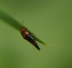 Tachyporus formosus