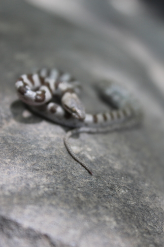 Tanzer’s Night Snake