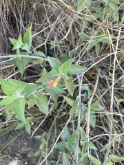 Dicliptera scutellata