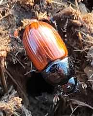 Aphodius pedellus