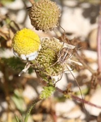 Metaphalangium