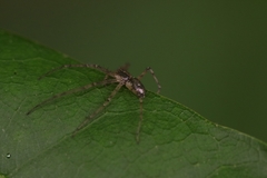 Philodromus marxi