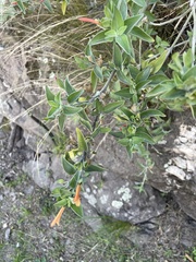 Dicliptera scutellata