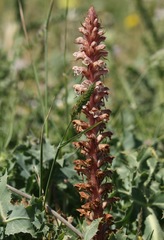 Orobanche amethystea amethystea