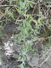 Dicliptera scutellata