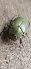 Rutelinae