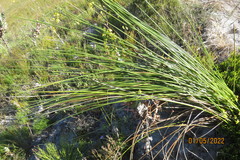 Bobartia longicyma
