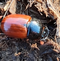 Aphodius pedellus
