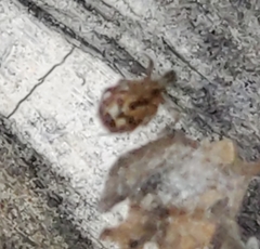Steatoda triangulosa