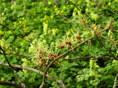 Hamamelis japonica