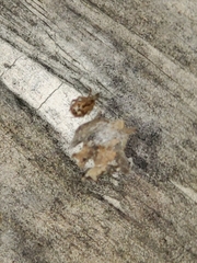Steatoda triangulosa