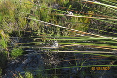 Bobartia longicyma