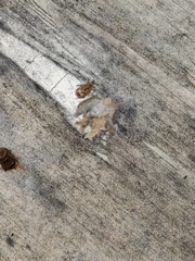 Steatoda triangulosa