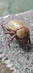 Rutelinae