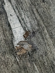 Steatoda triangulosa