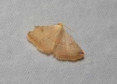 Eublemma gayneri