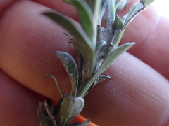 Achyranthemum affine