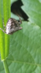 Gibbaranea bituberculata