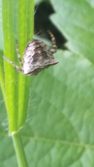 Gibbaranea bituberculata