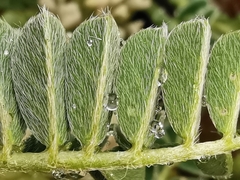 Astragalus depressus