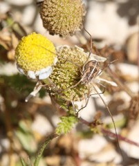 Metaphalangium