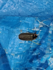 Ellychnia corrusca