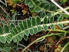 Astragalus depressus
