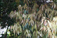 Quercus myrsinifolia