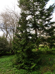 Thuja koraiensis