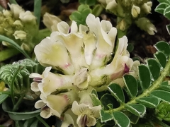 Astragalus depressus