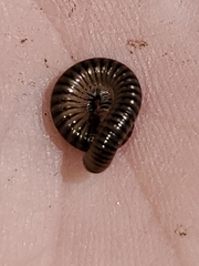 Cylindroiulus