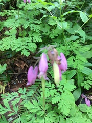 Dicentra formosa