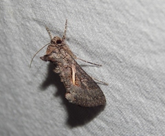Vittaplusia vittata