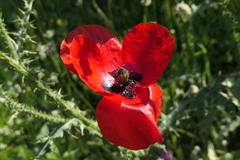 Papaver rhoeas