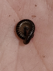 Cylindroiulus
