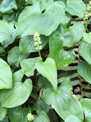 Maianthemum dilatatum