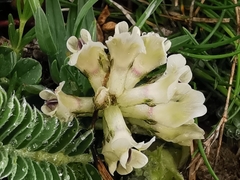 Astragalus depressus