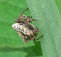 Gibbaranea bituberculata