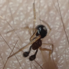 Neottiura bimaculata