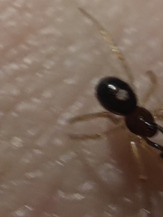 Neottiura bimaculata
