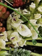 Astragalus depressus