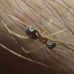 Neottiura bimaculata