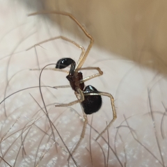 Neottiura bimaculata