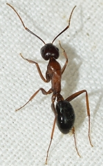 Camponotus sylvaticus