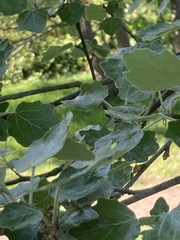 Populus alba