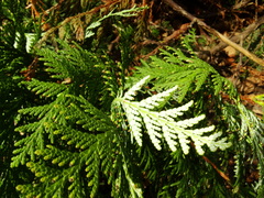 Thuja koraiensis