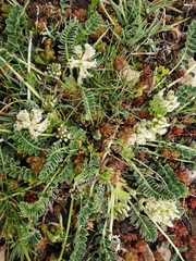 Astragalus depressus