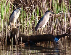 Nycticorax nycticorax